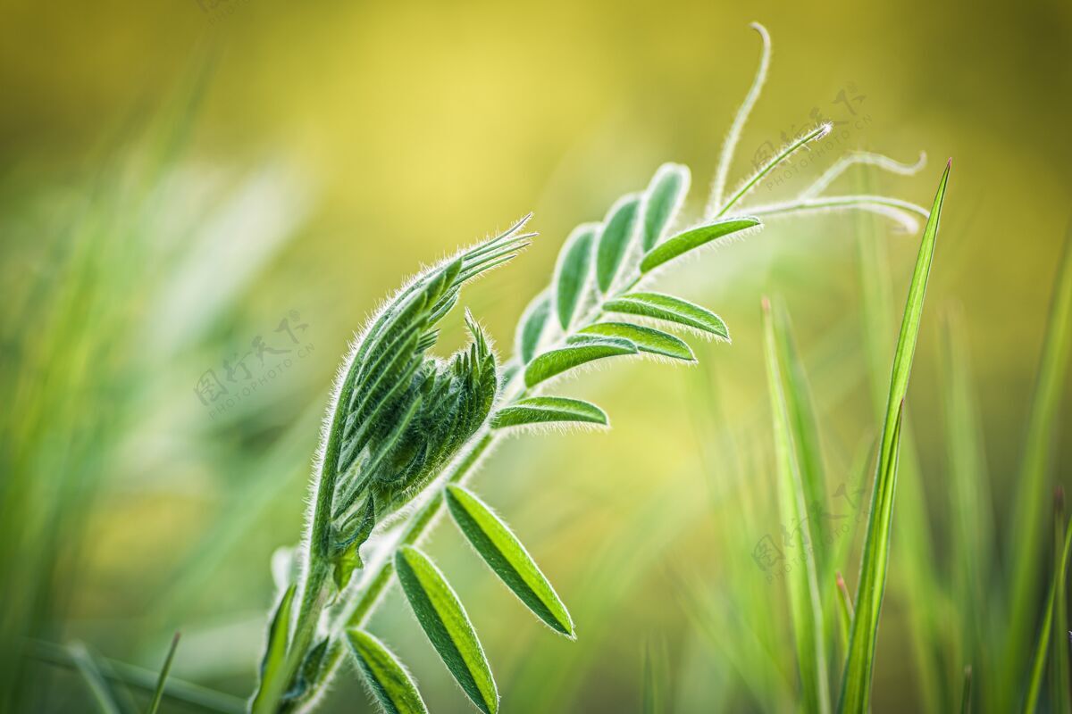 生长特写镜头上的新鲜绿草模糊有机叶生态