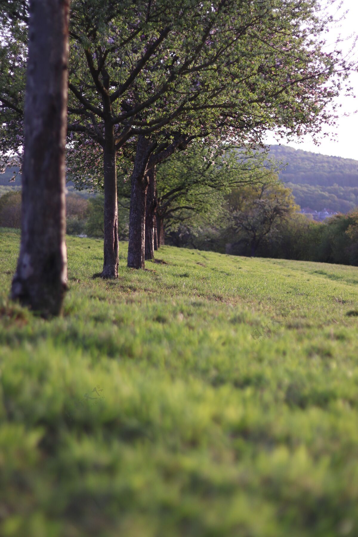 田野垂直拍摄一排绿草环绕的树阳光惊人奇迹