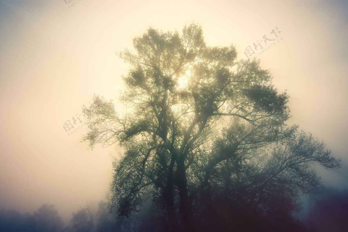 户外白天绿树成荫雾天气自然