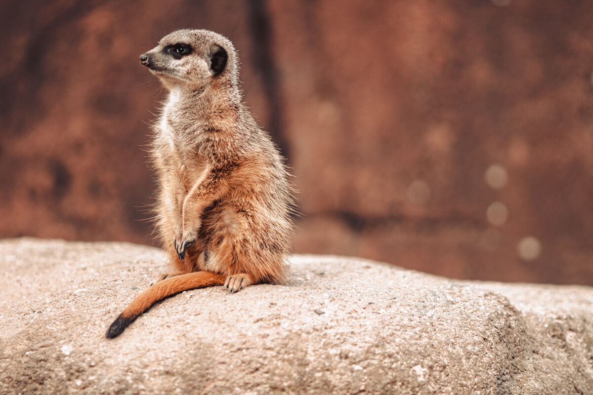 哺乳动物一只猫鼬在岩石上四处张望非洲动物小猫鼬