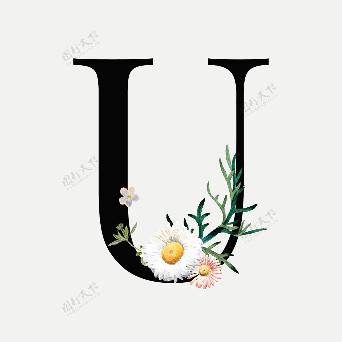 字母花卉字母u植物字母植物字母装饰