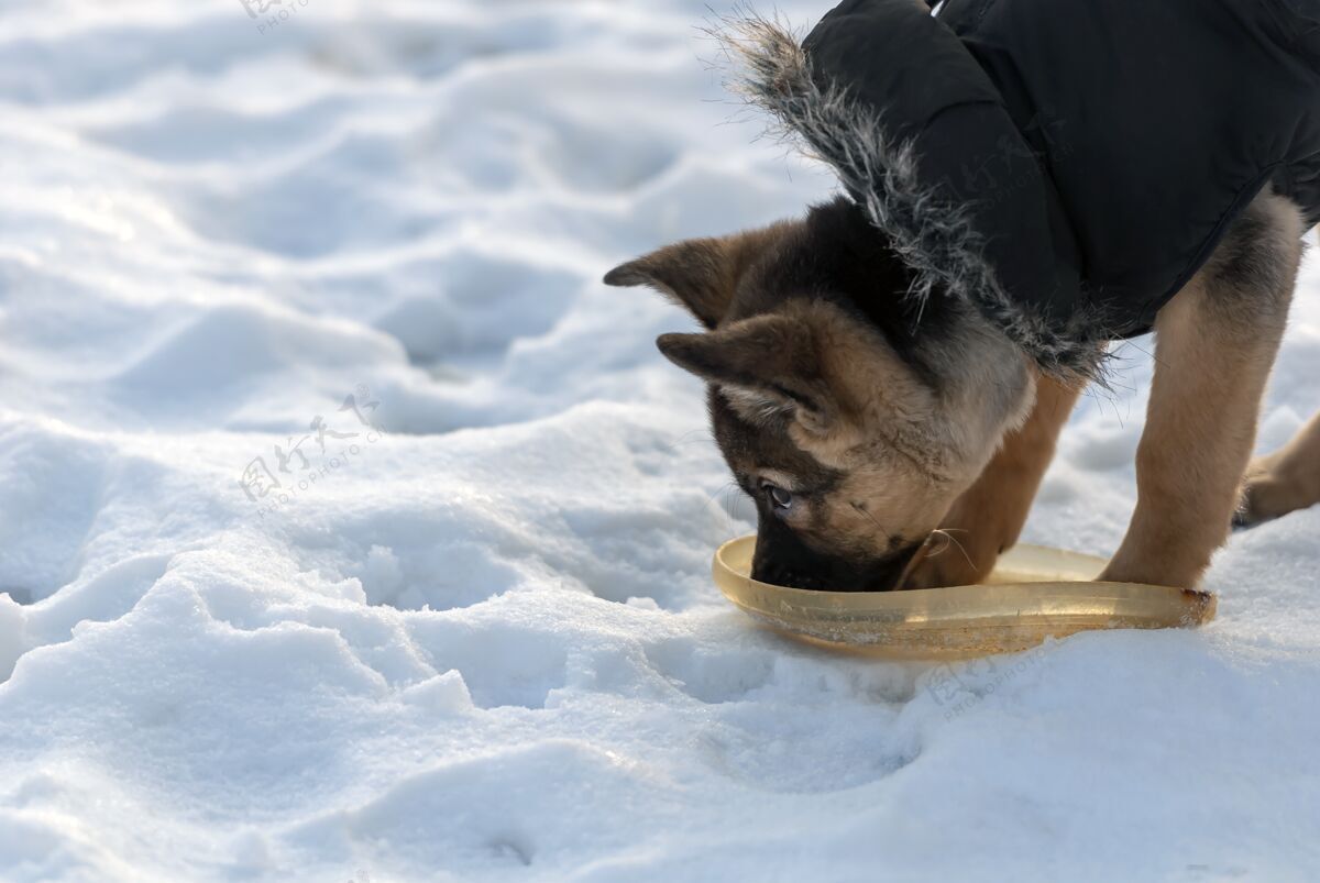 德国可爱的牧羊犬在冬天喝水自然肖像小狗