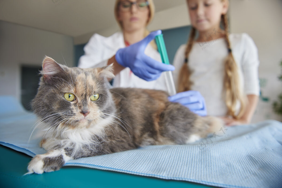 诊所医生给病猫打针主人动物护理