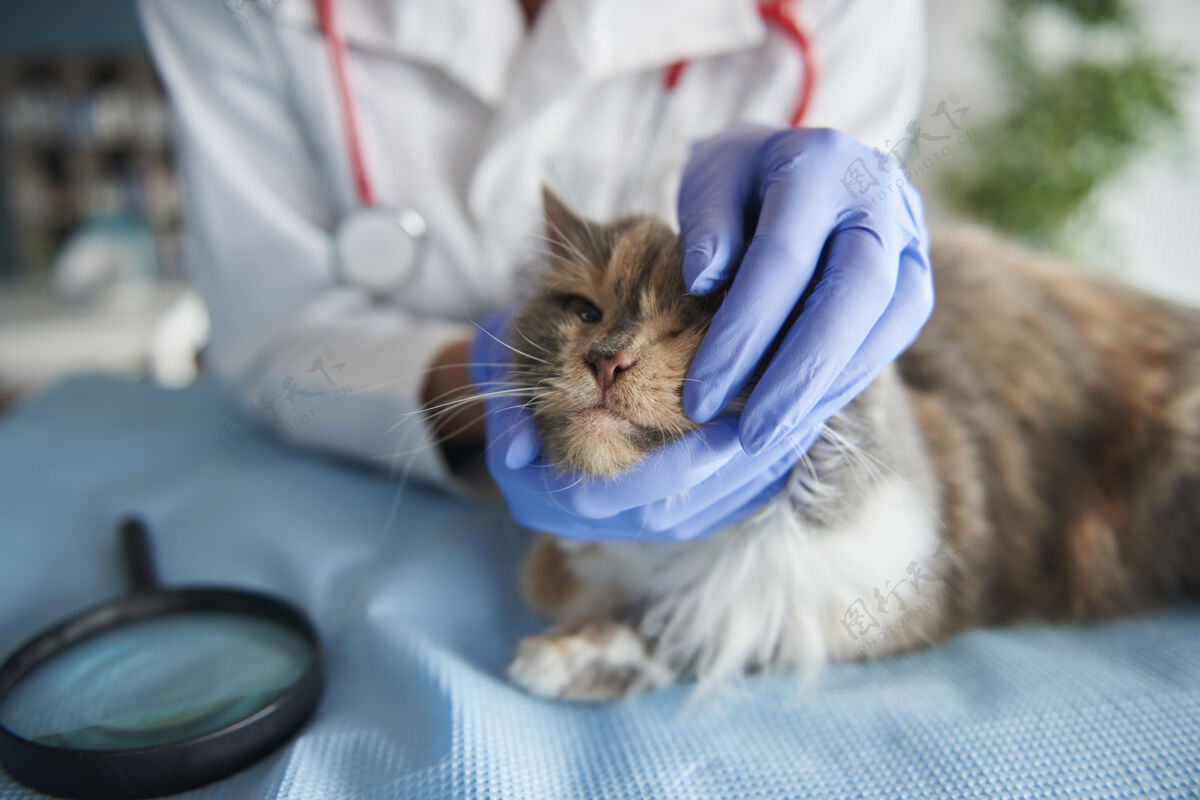 疾病一只病得很重的猫的特写镜头防护手套检查兽医