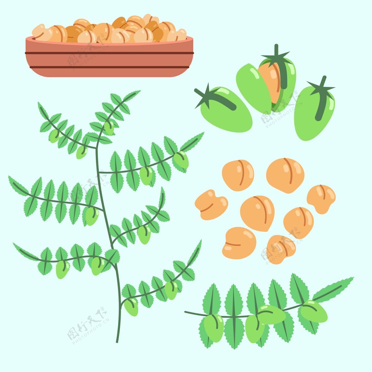 叶子手绘鹰嘴豆和植物插图豆类插图植物