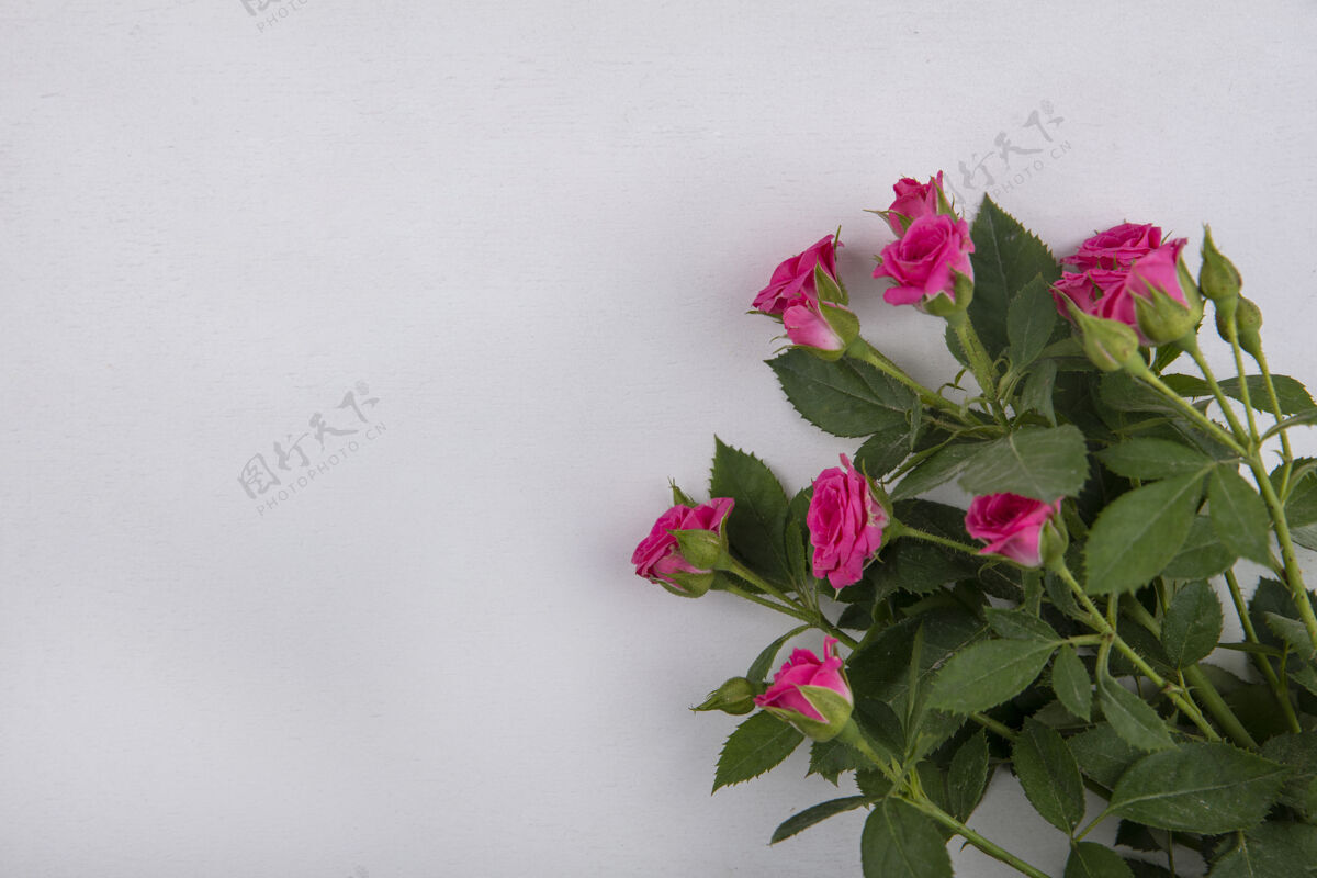 空间顶视图美丽的粉红色玫瑰与叶子上的白色背景与复制空间花玫瑰粉红色