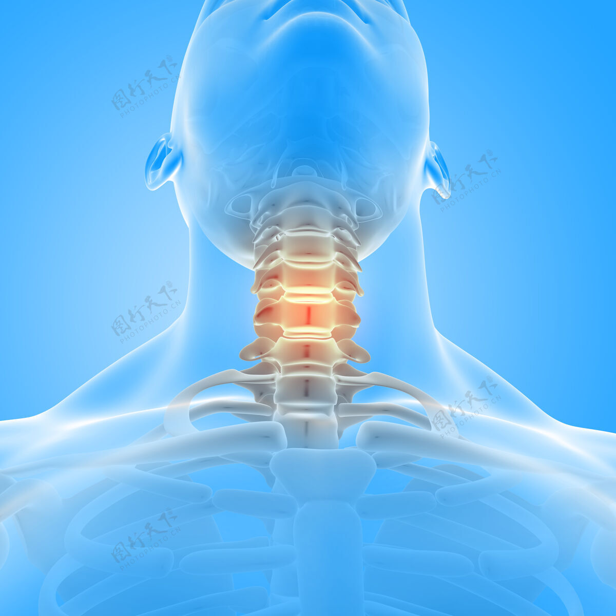 人突出显示颈部骨骼的男性医学图形的三维渲染渲染解剖学解剖学