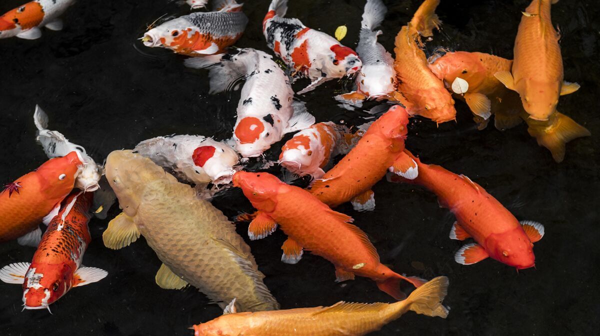 五颜六色顶视图彩色锦鲤鱼顶视图水下水生