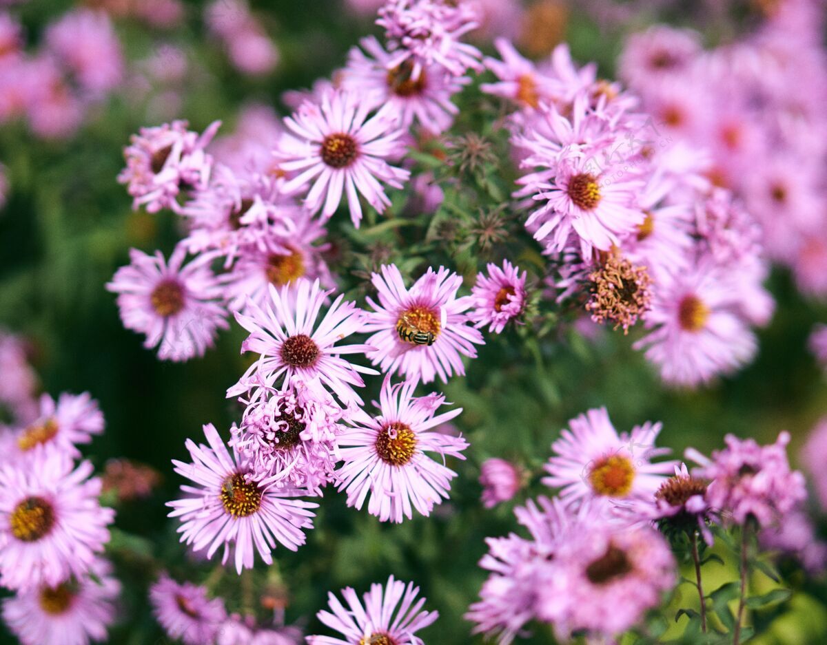 花特写选择焦点拍摄粉红色的花朵与蜜蜂在顶部和绿色植物开花黄色花园