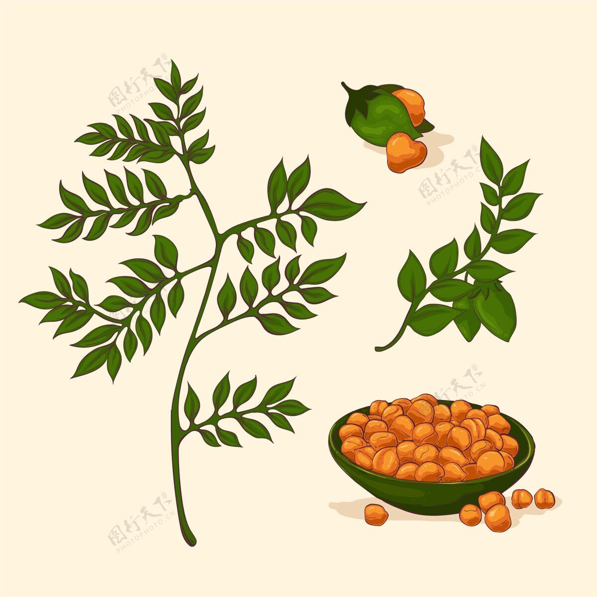 树叶手绘鹰嘴豆和植物插图蔬菜鹰嘴豆植物