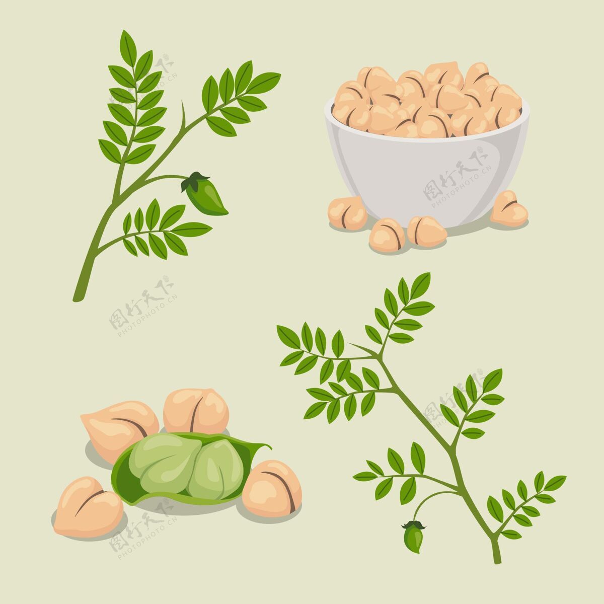 食品用植物插图画鹰嘴豆豆类营养食品