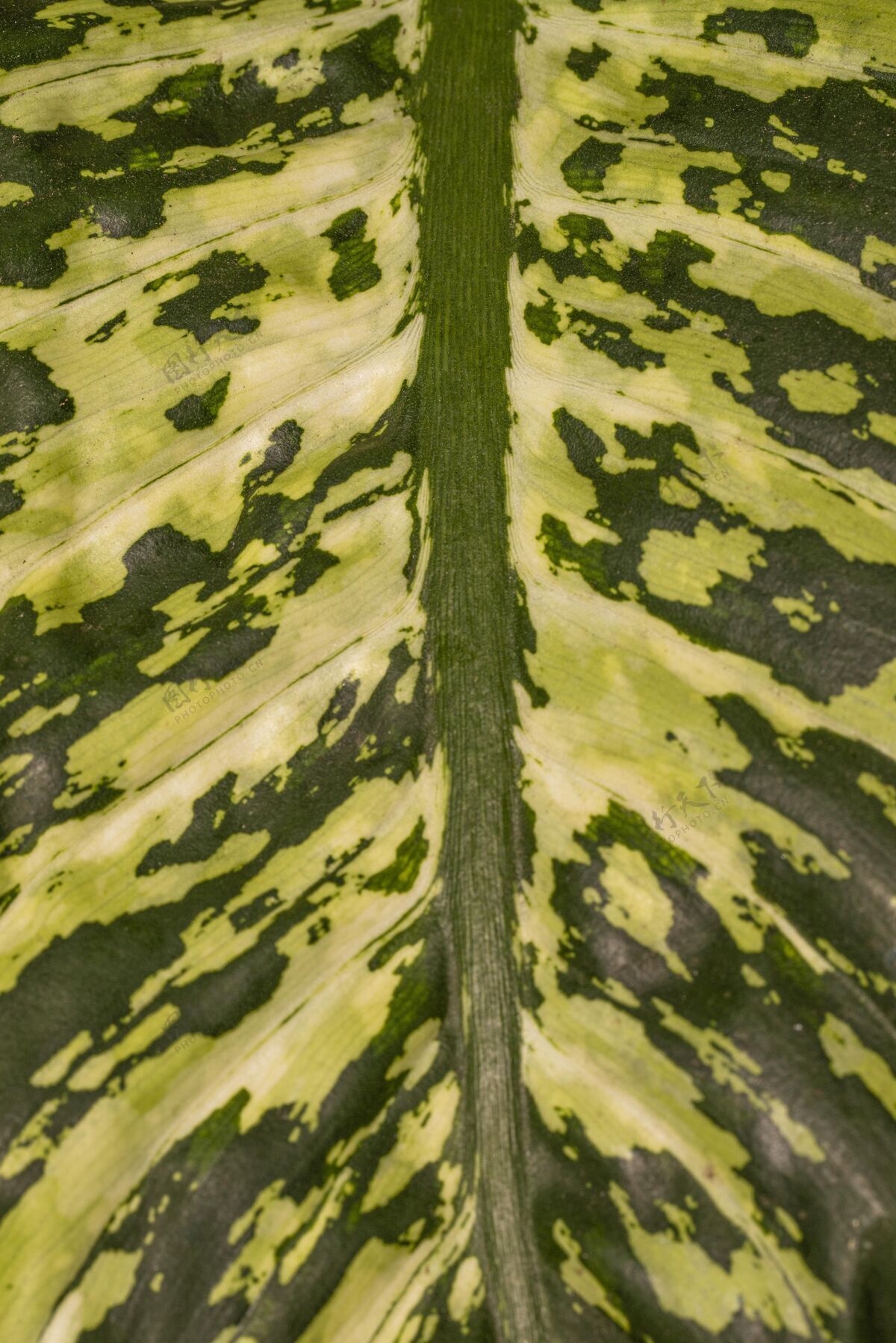 绿色迷人的植物叶子特写镜头植物绿化宏观