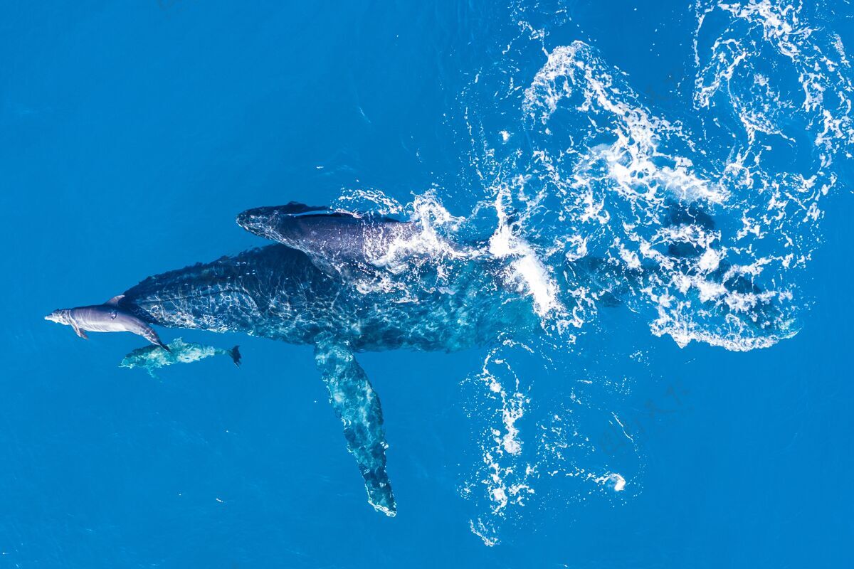 玩耍座头鲸在夏威夷卡帕鲁亚海岸上空用无人机拍摄夏威夷水生游泳