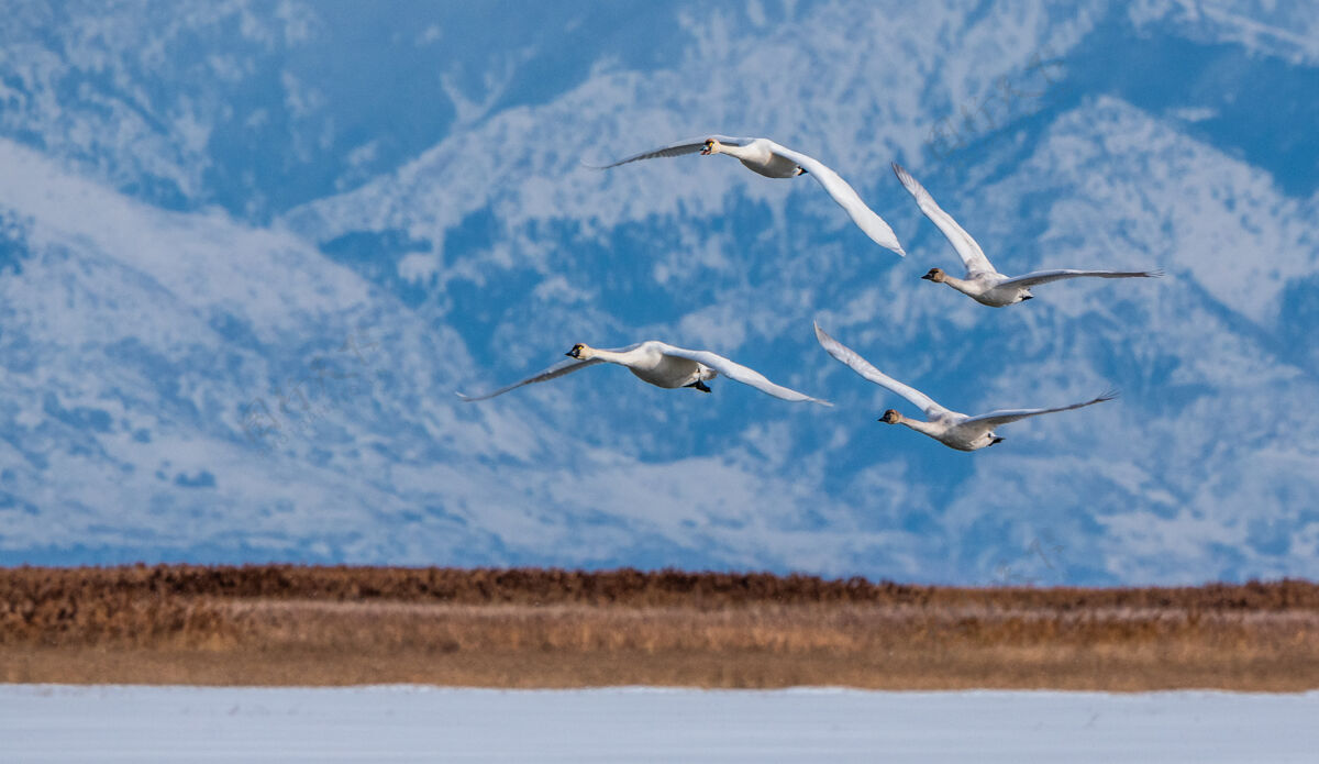 自然鸟儿飞过湖面鸟湖泊自然