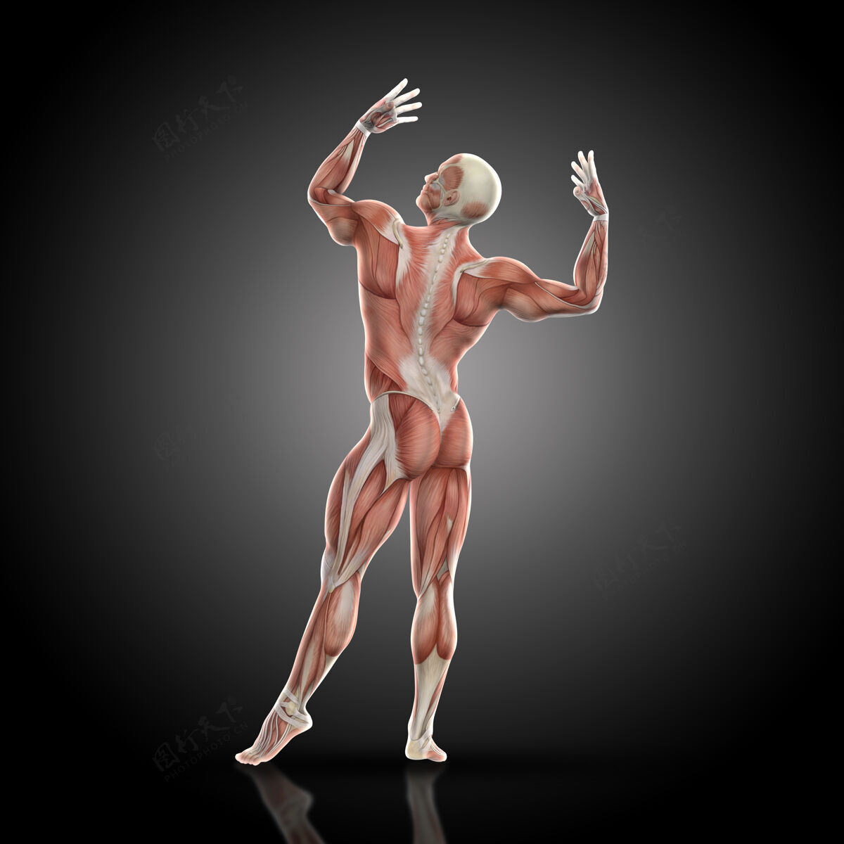 力量三维渲染的医学数字健美与肌肉图在健美姿势后视图运动3d渲染运动员