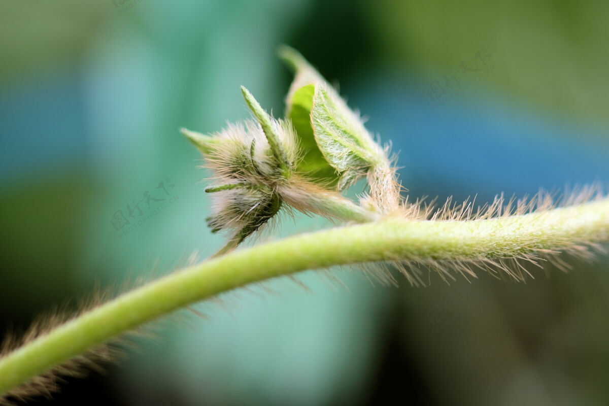 自然有毛的茎 叶上有侧芽植物叶毛