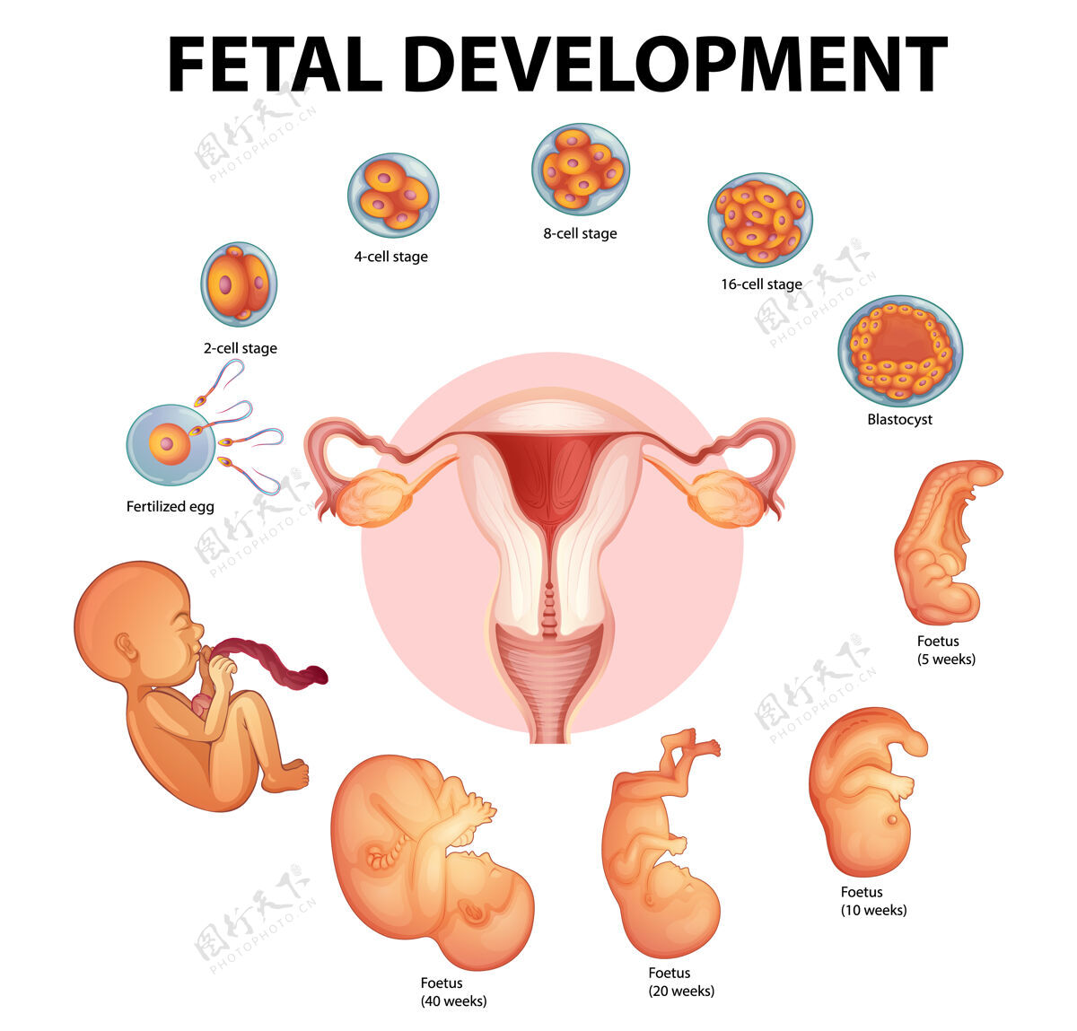 科学人类胚胎发育阶段女性年轻婴儿