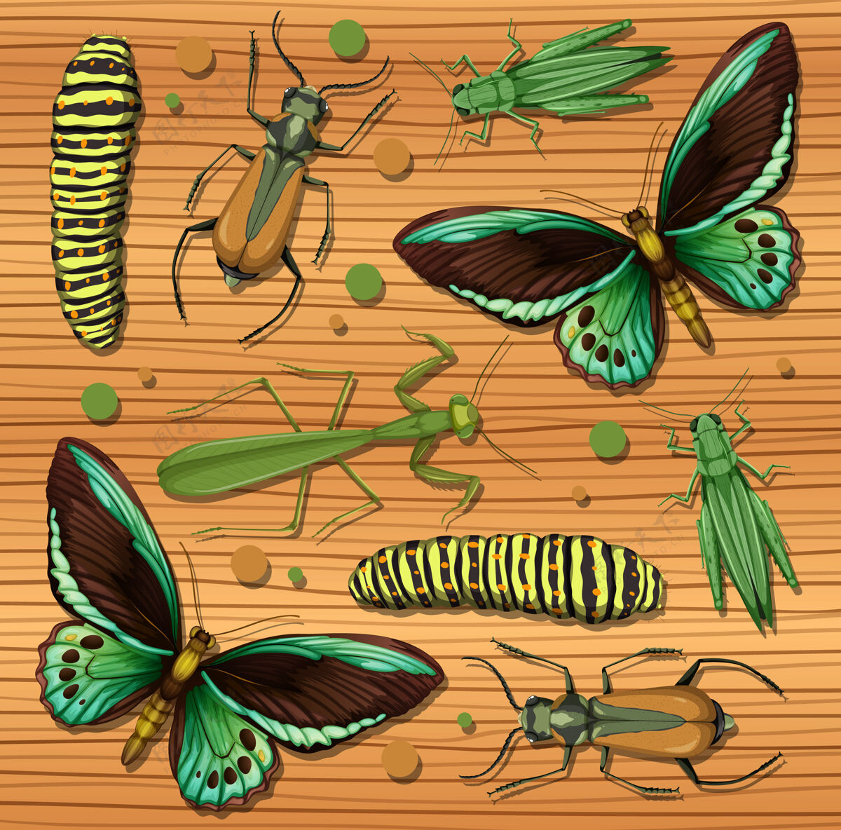自然在木制墙纸背景上设置不同的昆虫苍蝇甲虫系列