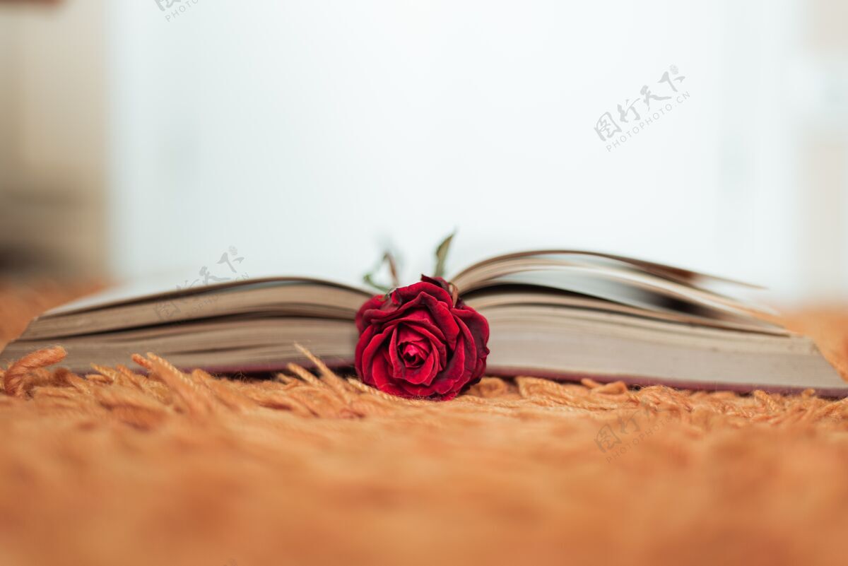 开放红玫瑰在一本打开的书里面光头家室内