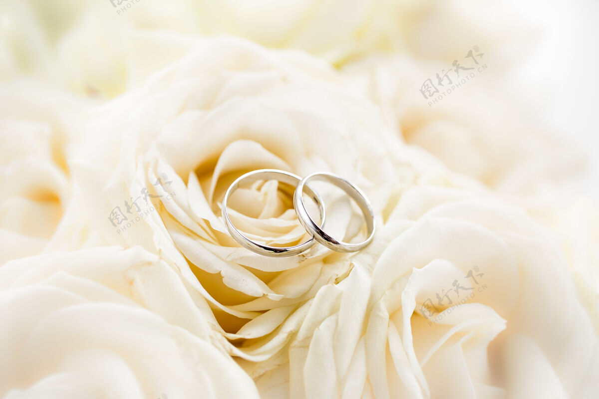 新娘躺在白玫瑰上的两枚白金结婚戒指的宏观视图订婚特写焦点