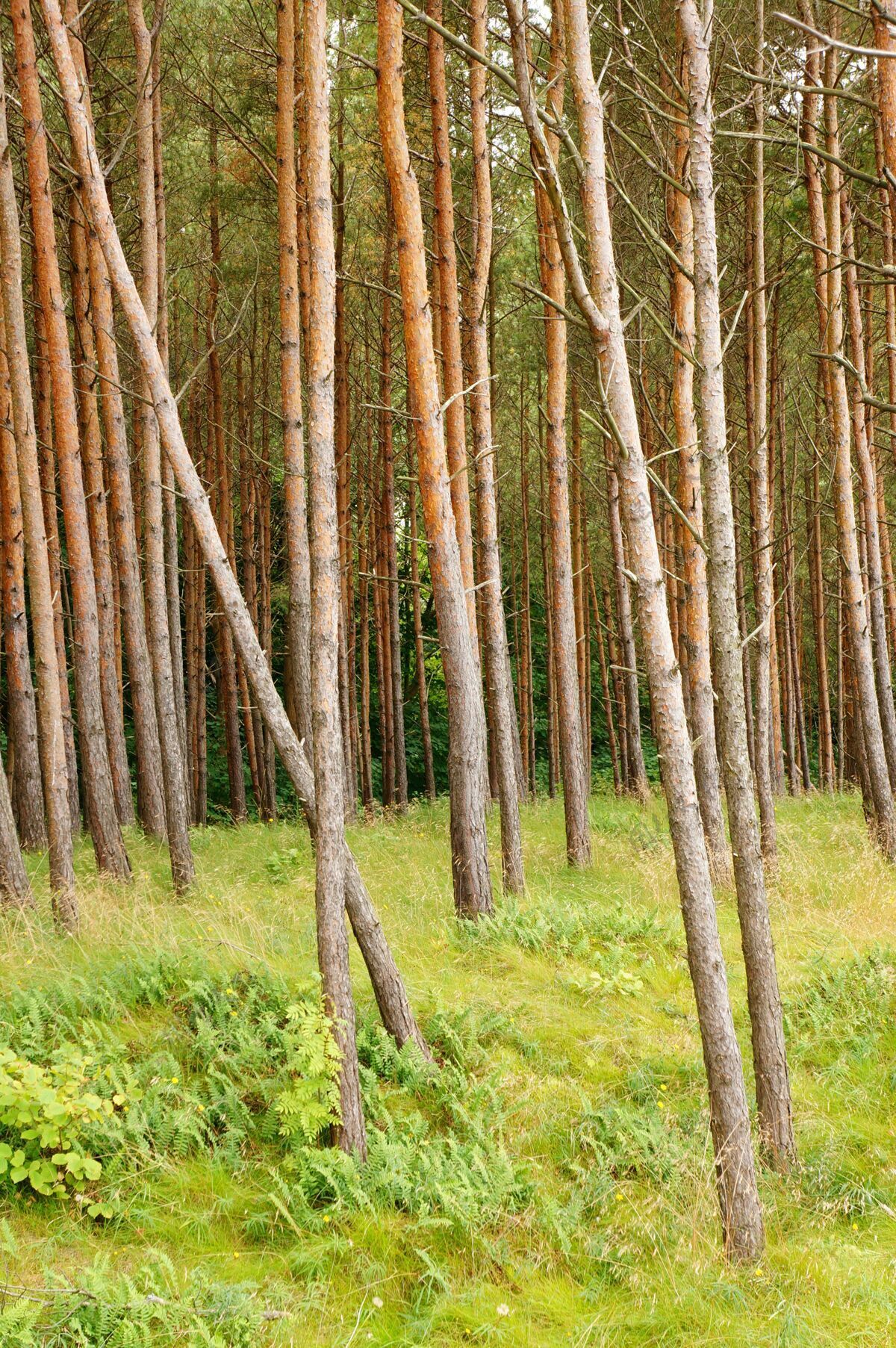 秋天森林里高大树木的垂直镜头颜色树叶草