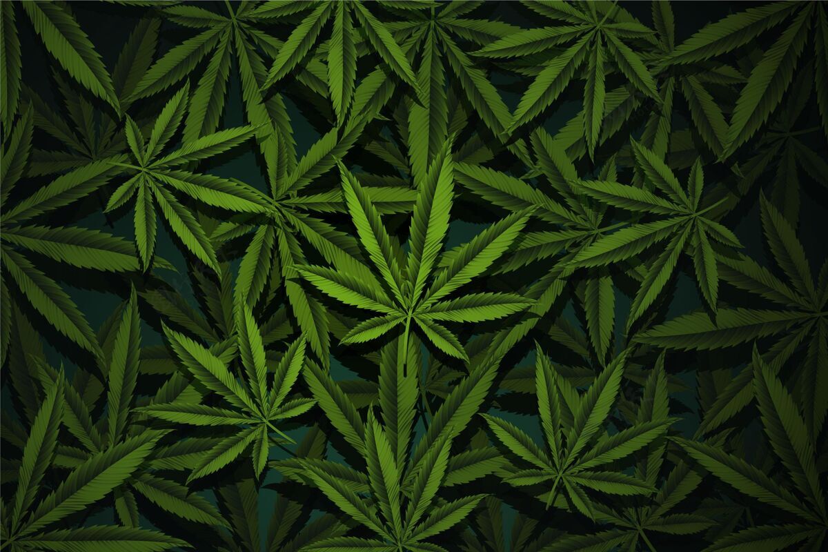 背景真实的大麻叶背景植物现实植物