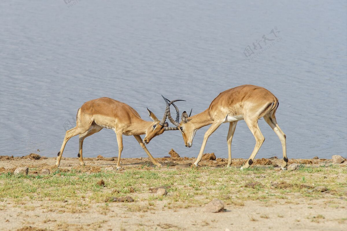 羚羊白天在湖边打仗的羚羊动物非洲食草动物
