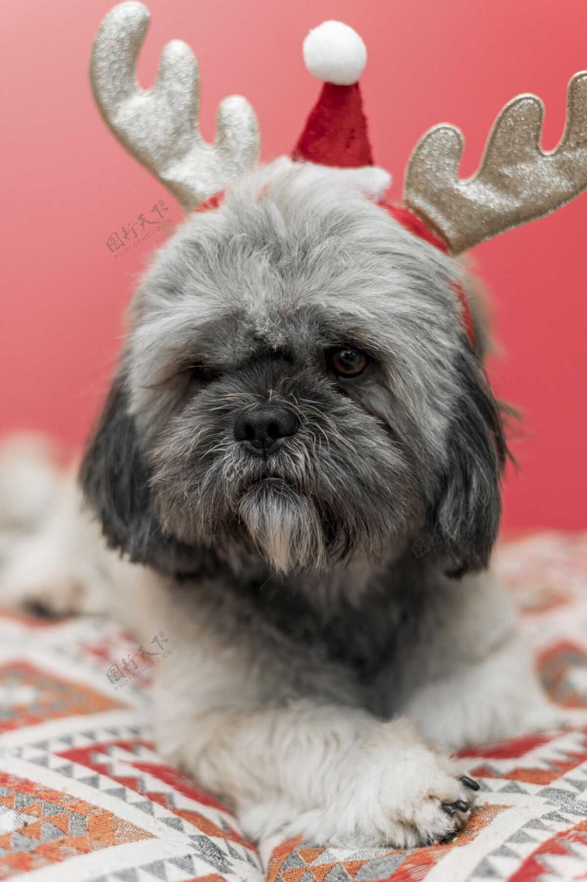 家养可爱的圣诞概念狗的正面图宠物特写圣诞