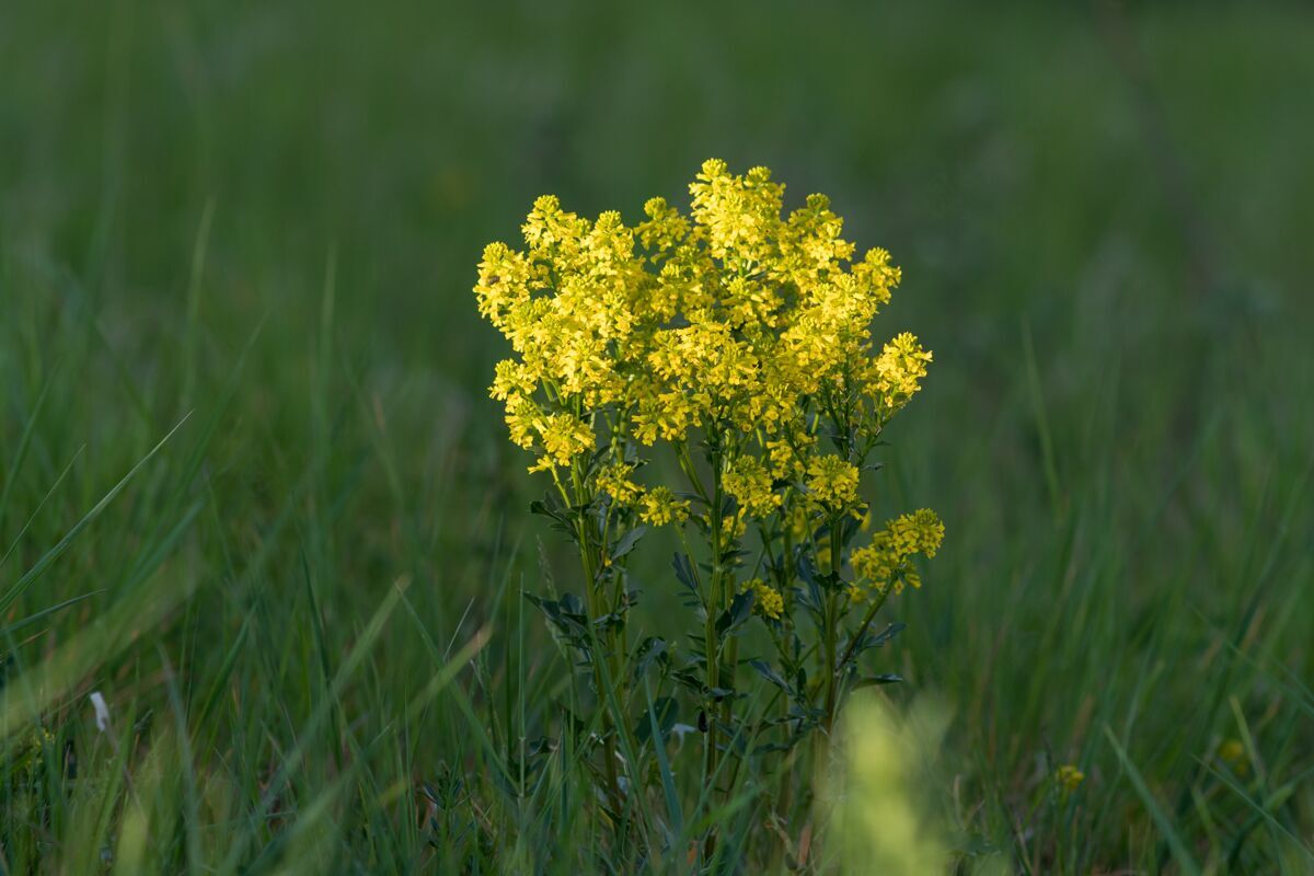 花一朵美丽的一枝黄花被草包围的特写镜头植物开花特写