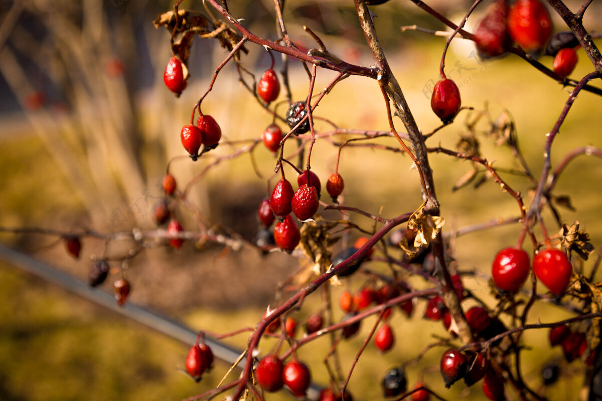 收获特写色调的照片巴伯里浆果生长在灌木丛配料木材水果