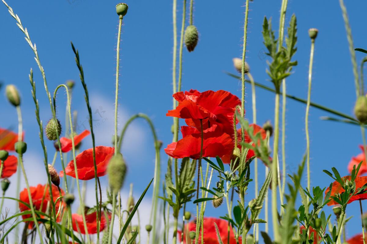 草地在阳光明媚的夏日特写镜头中 红色罂粟花在蓝天下美丽绽放地毯花瓣季节