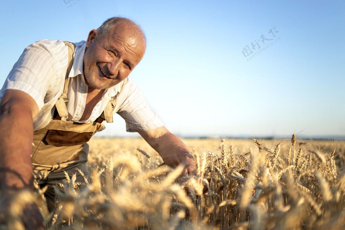 种植麦田里的高级农艺师在收割前检查庄稼的画像工作农场生产