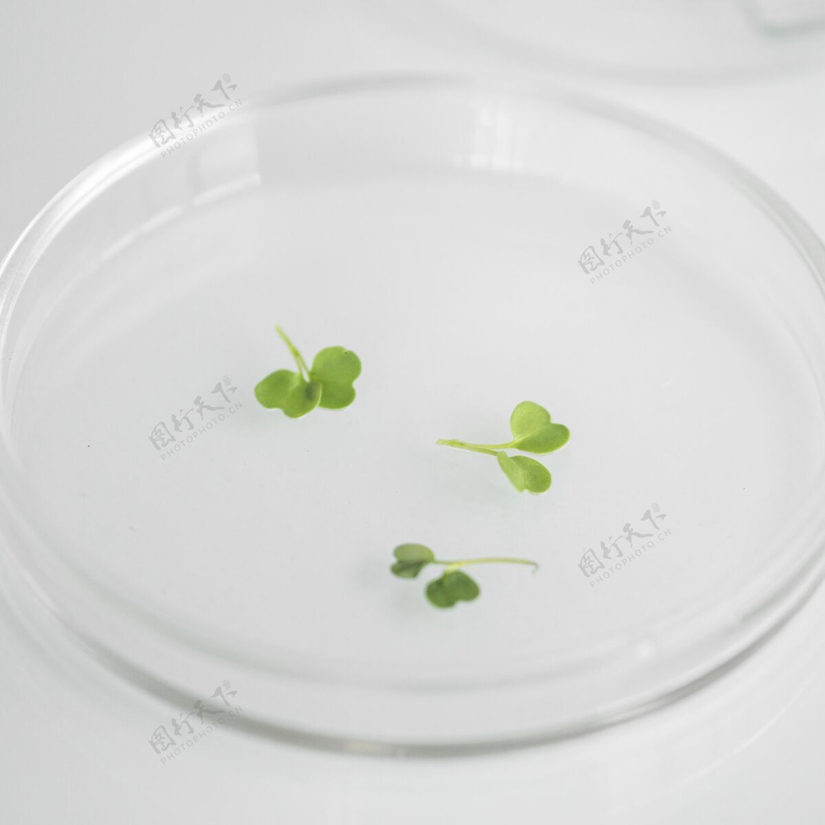 有机体生物技术实验室培养皿的高角度技术正方形生物化学